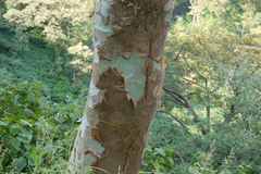 Sterculia urens